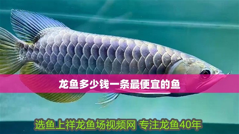 龍魚多少錢一條最便宜的魚