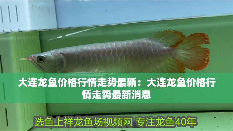 大連龍魚價格行情走勢最新：大連龍魚價格行情走勢最新消息