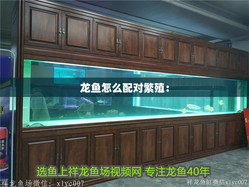 龍魚怎么配對繁殖：