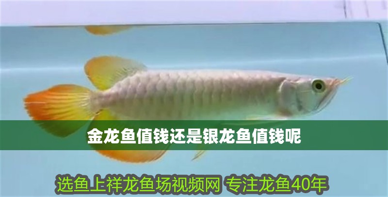 金龍魚值錢還是銀龍魚值錢呢