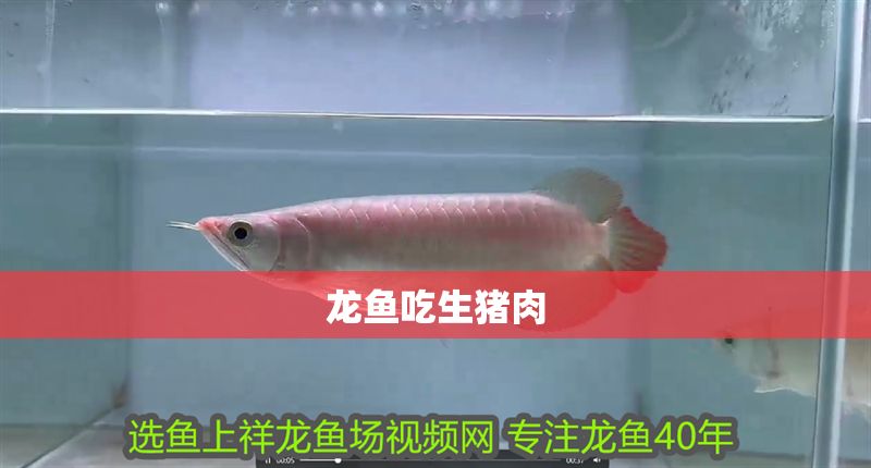 龍魚吃生豬肉