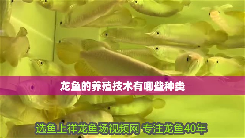 龍魚的養殖技術有哪些種類