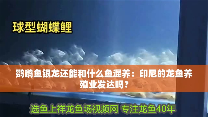 鸚鵡魚銀龍還能和什么魚混養(yǎng)：印尼的龍魚養(yǎng)殖業(yè)發(fā)達(dá)嗎？