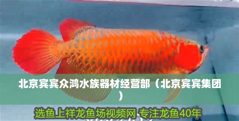 北京賓賓眾鴻水族器材經營部（北京賓賓集團）