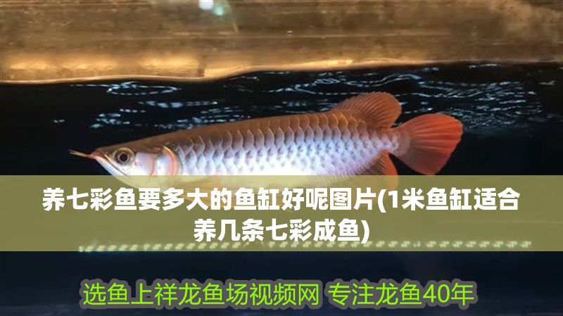 養(yǎng)七彩魚要多大的魚缸好呢圖片(1米魚缸適合養(yǎng)幾條七彩成魚)
