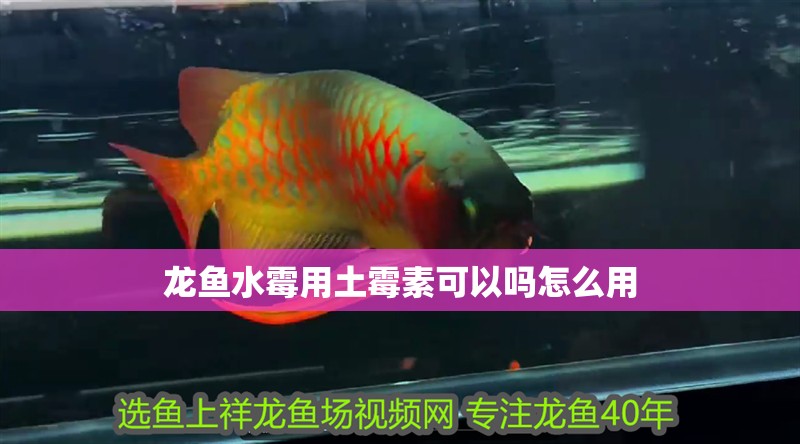 龍魚水霉用土霉素可以嗎怎么用