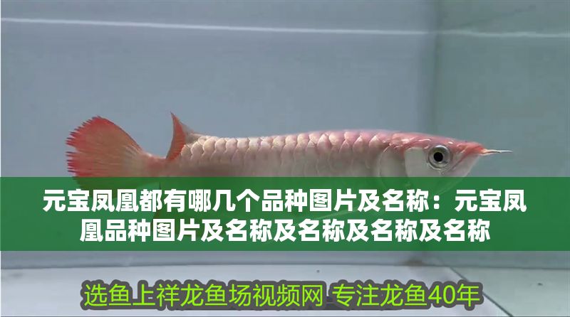 元寶鳳凰都有哪幾個品種圖片及名稱：元寶鳳凰品種圖片及名稱及名稱及名稱及名稱