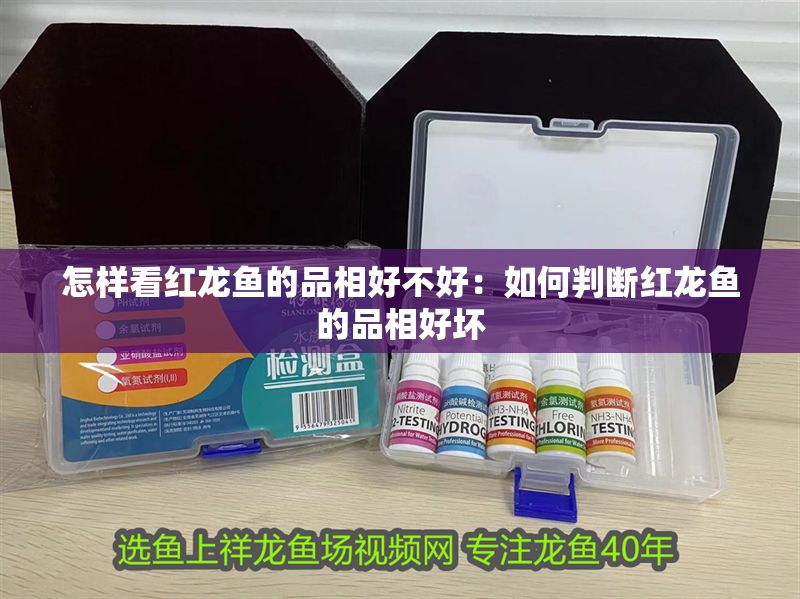 怎樣看紅龍魚的品相好不好：如何判斷紅龍魚的品相好壞