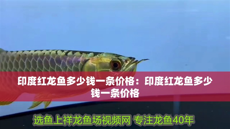 印度紅龍魚多少錢一條價(jià)格：印度紅龍魚多少錢一條價(jià)格