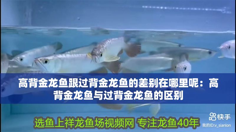 高背金龍魚跟過背金龍魚的差別在哪里呢：高背金龍魚與過背金龍魚的區(qū)別