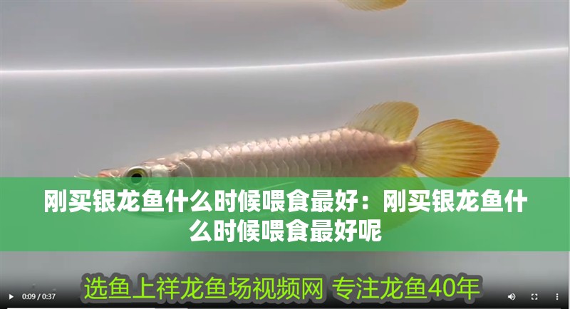剛買銀龍魚什么時候喂食最好：剛買銀龍魚什么時候喂食最好呢