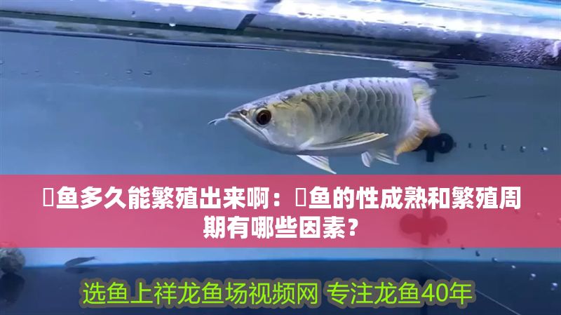 魟魚多久能繁殖出來?。呼勽~的性成熟和繁殖周期有哪些因素？
