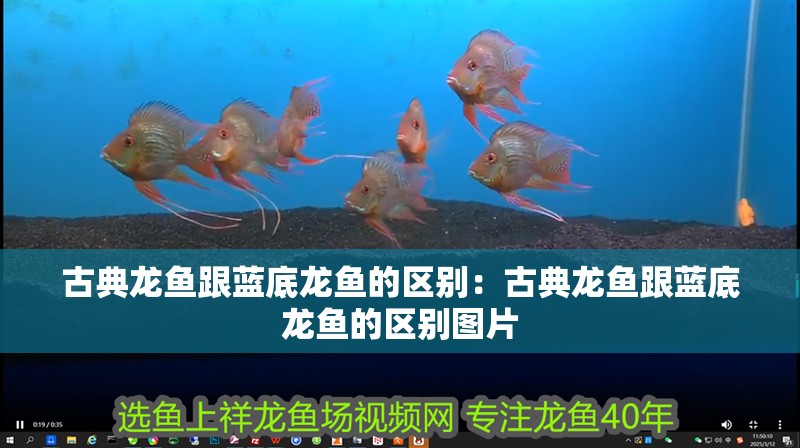 古典龍魚(yú)跟藍(lán)底龍魚(yú)的區(qū)別：古典龍魚(yú)跟藍(lán)底龍魚(yú)的區(qū)別圖片