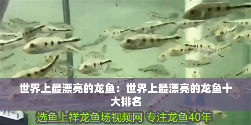 世界上最漂亮的龍魚：世界上最漂亮的龍魚十大排名