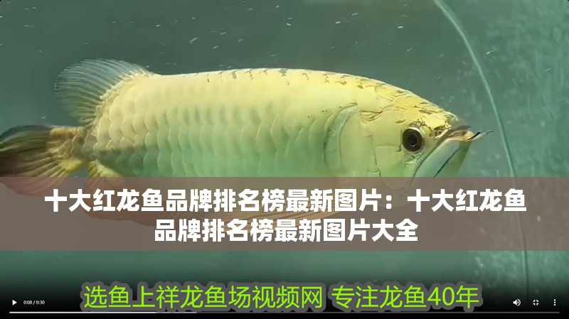 十大紅龍魚品牌排名榜最新圖片：十大紅龍魚品牌排名榜最新圖片大全