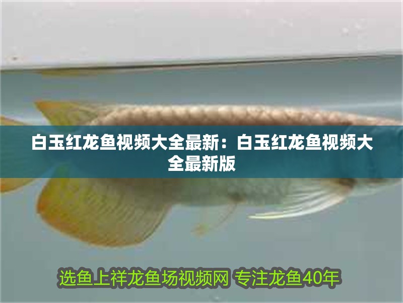 白玉紅龍魚視頻大全最新：白玉紅龍魚視頻大全最新版