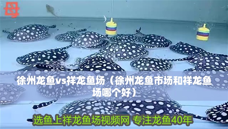 徐州龍魚vs祥龍魚場（徐州龍魚市場和祥龍魚場哪個好）