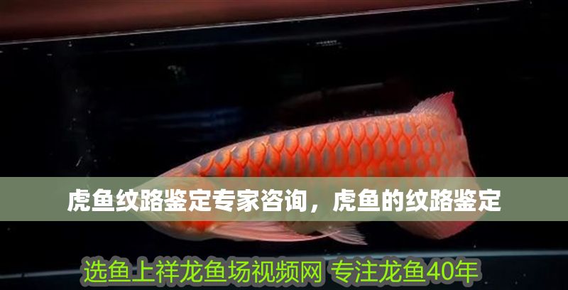 虎魚紋路鑒定專家咨詢，虎魚的紋路鑒定