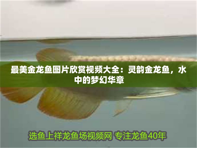最美金龍魚圖片欣賞視頻大全：靈韻金龍魚，水中的夢幻華章