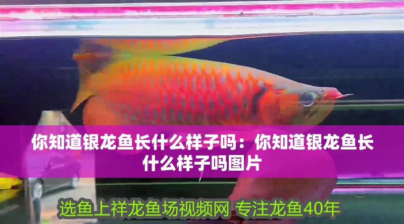 你知道銀龍魚長什么樣子嗎：你知道銀龍魚長什么樣子嗎圖片