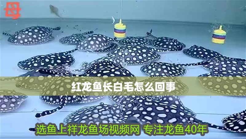 紅龍魚長白毛怎么回事