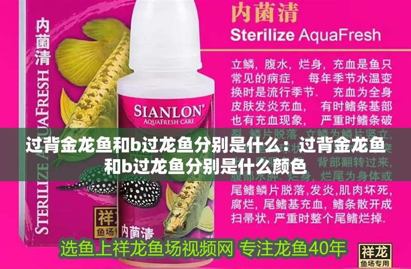 過背金龍魚和b過龍魚分別是什么：過背金龍魚和b過龍魚分別是什么顏色