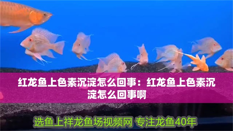紅龍魚上色素沉淀怎么回事：紅龍魚上色素沉淀怎么回事啊