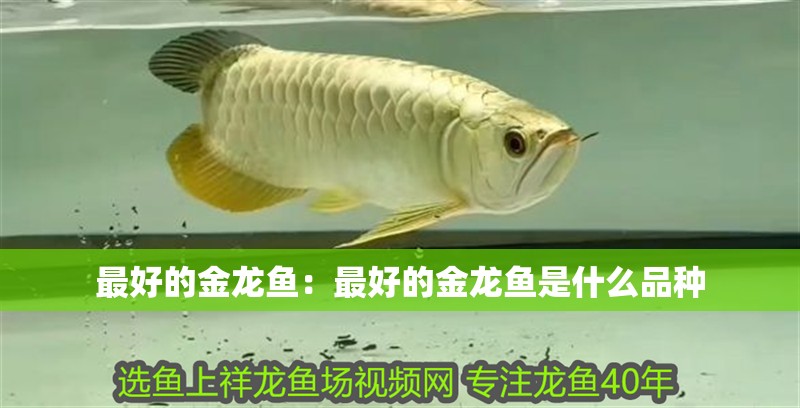 最好的金龍魚(yú):最好的金龍魚(yú)是什么品種 水族問(wèn)答 最好的金龍魚(yú):最好的金龍魚(yú)是什么品種 最好的金龍魚(yú):最好的金龍魚(yú)是什么品種 水族問(wèn)答