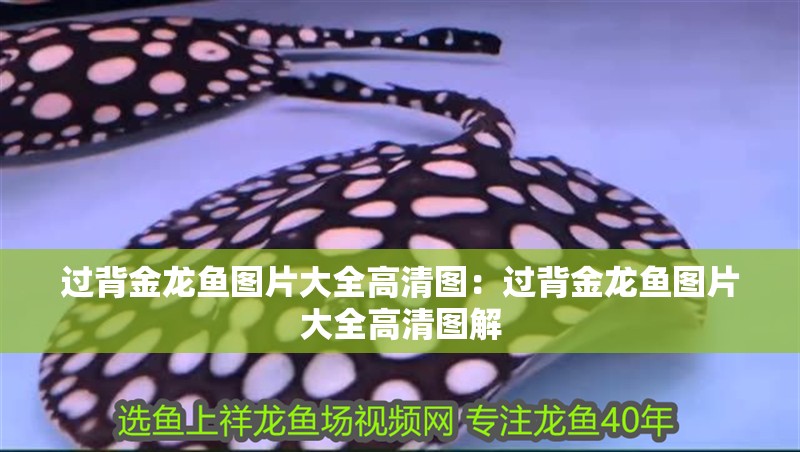 過背金龍魚圖片大全高清圖：過背金龍魚圖片大全高清圖解