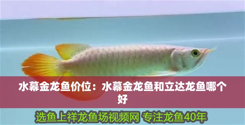 水幕金龍魚價位：水幕金龍魚和立達龍魚哪個好
