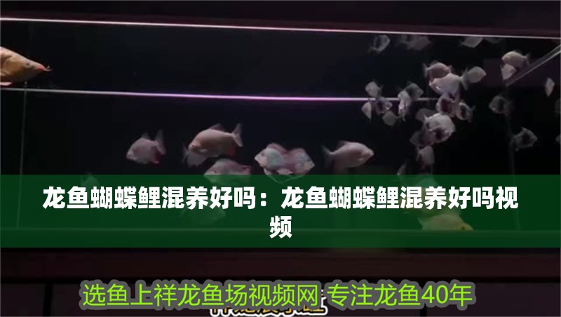 龍魚蝴蝶鯉混養好嗎：龍魚蝴蝶鯉混養好嗎視頻