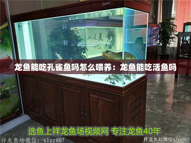 龍魚能吃孔雀魚嗎怎么喂養：龍魚能吃活魚嗎