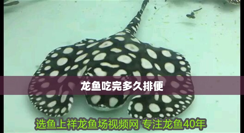 龍魚吃完多久排便