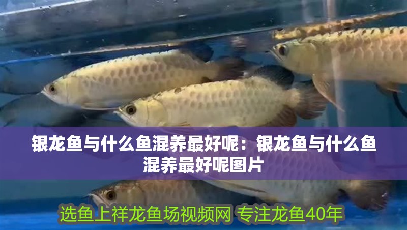 銀龍魚與什么魚混養最好呢：銀龍魚與什么魚混養最好呢圖片