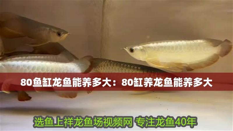 80魚缸龍魚能養(yǎng)多大：80缸養(yǎng)龍魚能養(yǎng)多大