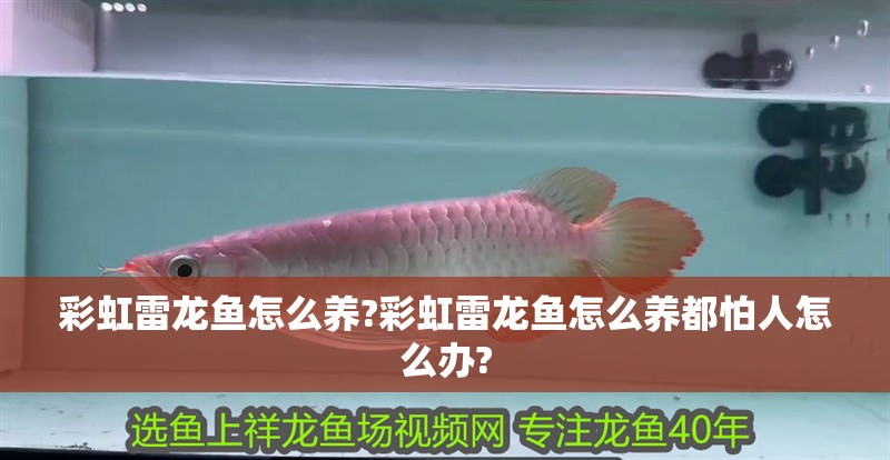 彩虹雷龍魚怎么養?彩虹雷龍魚怎么養都怕人怎么辦?