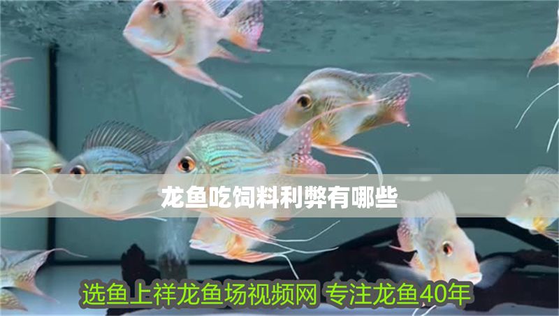 龍魚吃飼料利弊有哪些