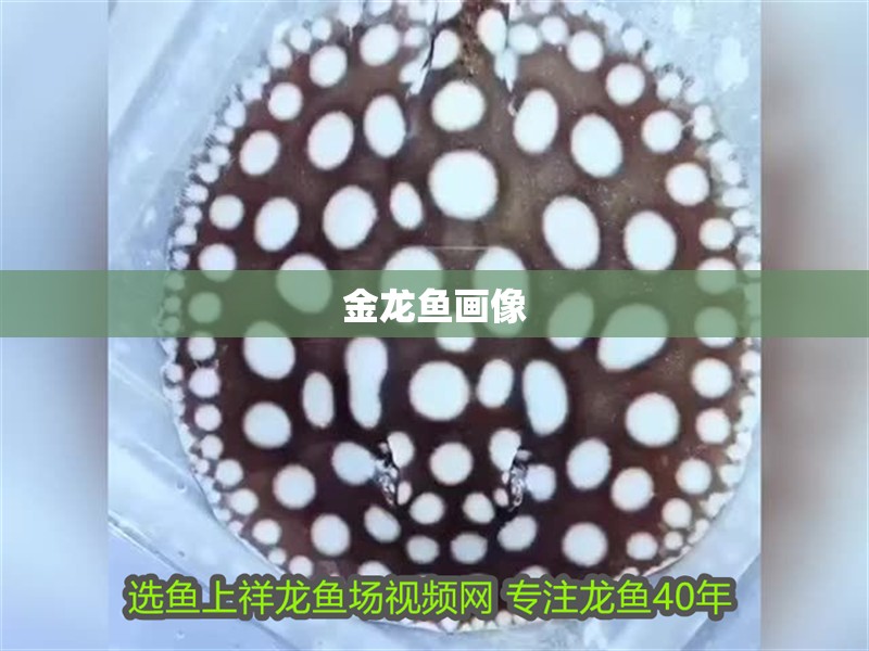 金龍魚畫像