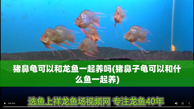 豬鼻龜可以和龍魚一起養嗎(豬鼻子龜可以和什么魚一起養)