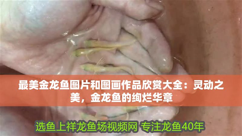 最美金龍魚圖片和圖畫作品欣賞大全：靈動之美，金龍魚的絢爛華章
