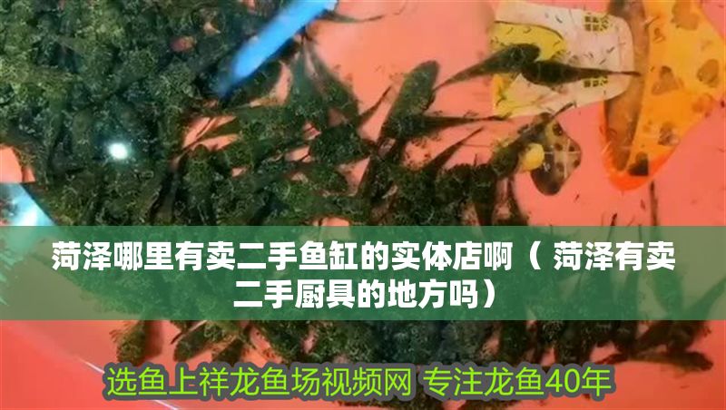 菏澤哪里有賣二手魚缸的實體店啊（ 菏澤有賣二手廚具的地方嗎）