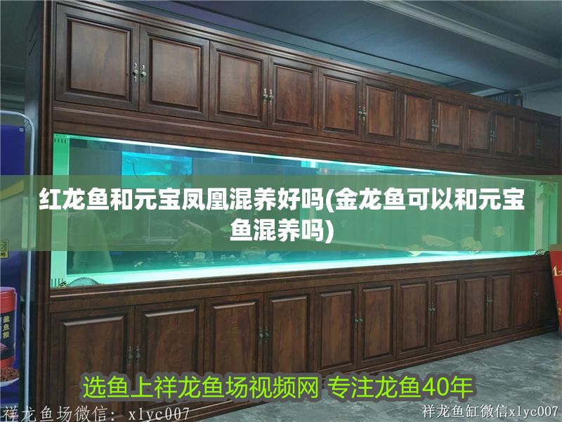 紅龍魚和元寶鳳凰混養(yǎng)好嗎(金龍魚可以和元寶魚混養(yǎng)嗎)