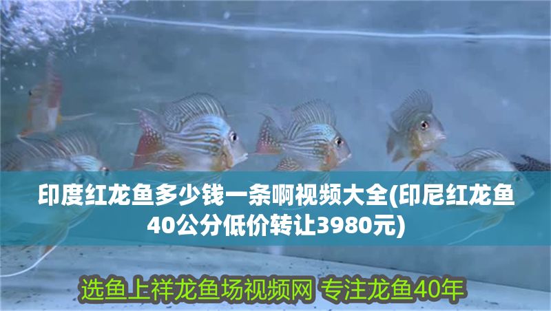 印度紅龍魚(yú)多少錢(qián)一條啊視頻大全(印尼紅龍魚(yú)40公分低價(jià)轉(zhuǎn)讓3980元)