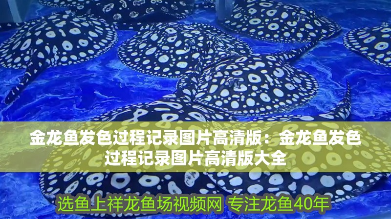 金龍魚發(fā)色過程記錄圖片高清版：金龍魚發(fā)色過程記錄圖片高清版大全