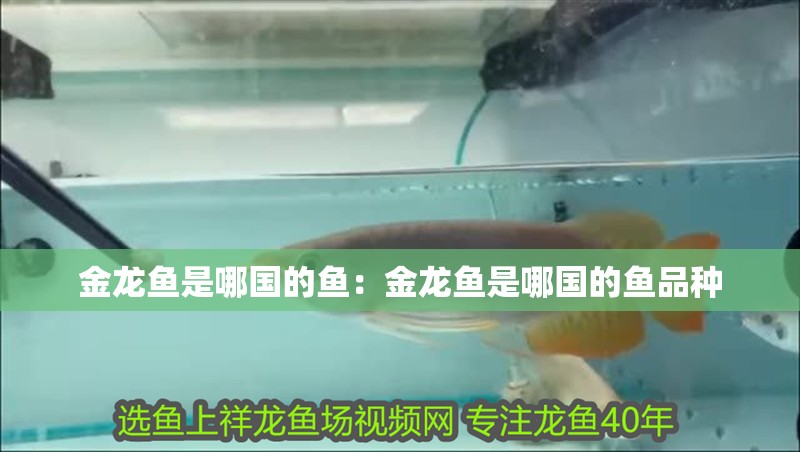 金龍魚是哪國的魚：金龍魚是哪國的魚品種