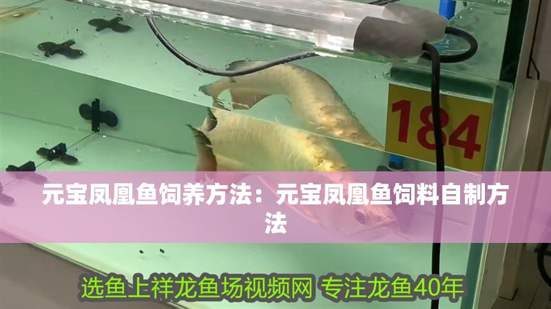 元寶鳳凰魚飼養方法：元寶鳳凰魚飼料自制方法