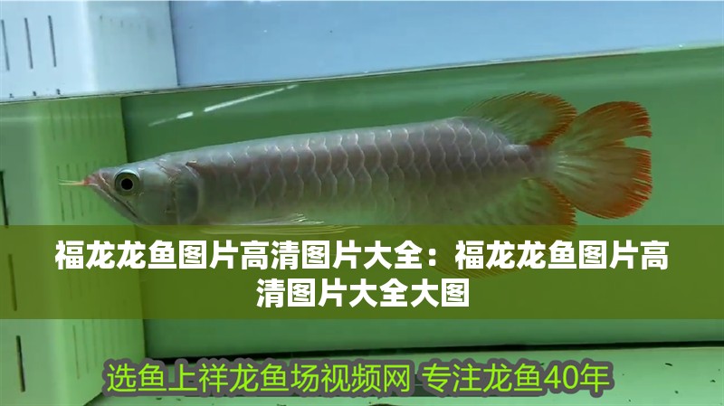 福龍龍魚圖片高清圖片大全：福龍龍魚圖片高清圖片大全大圖