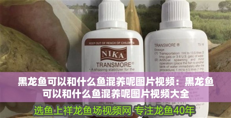 黑龍魚可以和什么魚混養呢圖片視頻：黑龍魚可以和什么魚混養呢圖片視頻大全