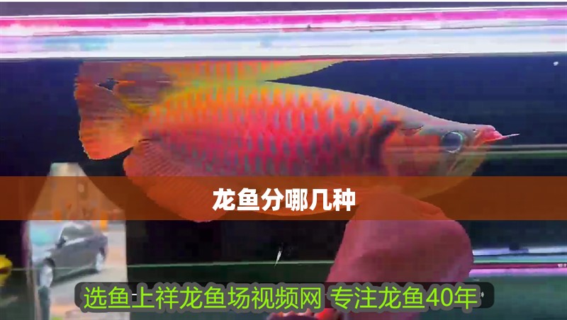 龍魚分哪幾種