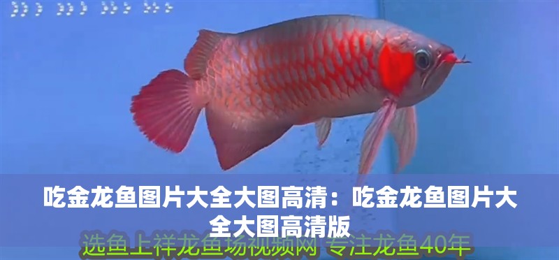 吃金龍魚圖片大全大圖高清：吃金龍魚圖片大全大圖高清版